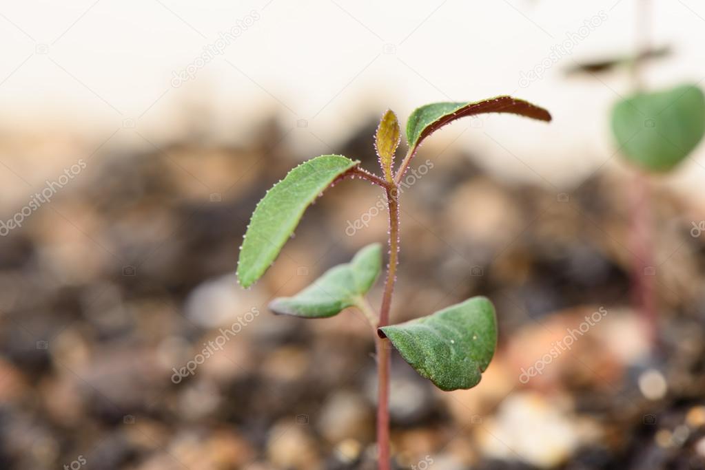 Sprout of Lemon eucalyptus