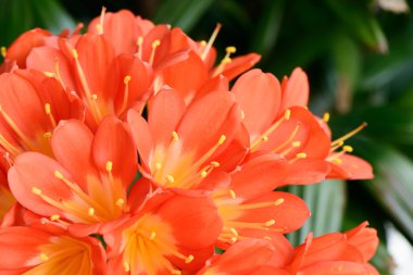 clivia miniata tam Bloom