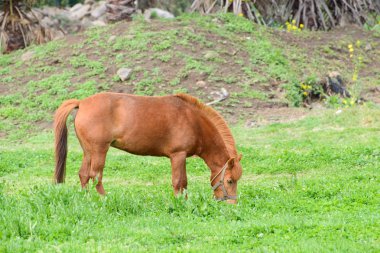 yeşil alana midilli