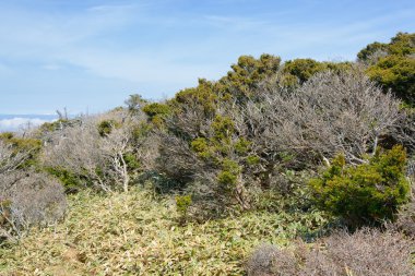 Yeongsil iz porsuk ağaçları ile manzara