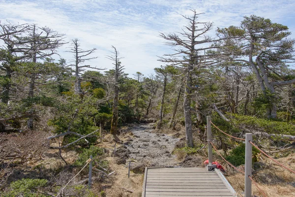 Paysage avec des if au sentier Yeongsil — Photo