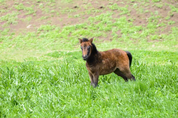 Young Pony in een groen veld — Stockfoto