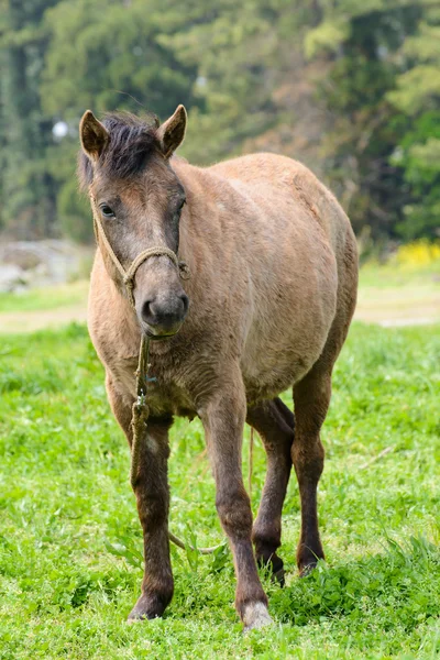 Kůň v zeleném poli — Stock fotografie