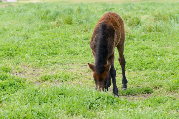 Mladí Pony v zelené oblasti — Stock fotografie