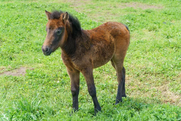 Mladí Pony v zelené oblasti — Stock fotografie