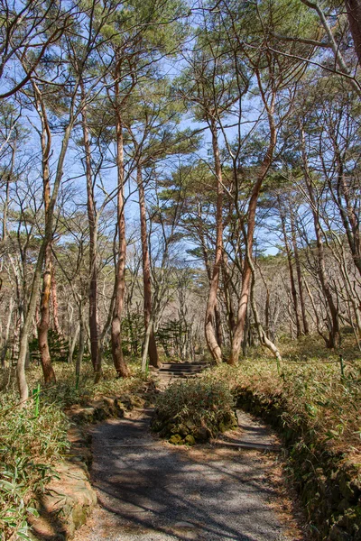 Trilha Yeongsil do Parque Nacional Hallasan — Fotografia de Stock