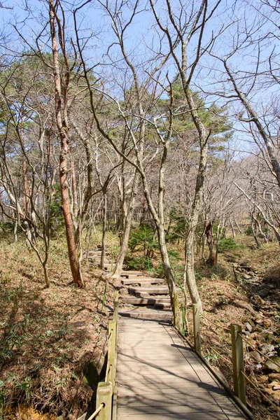 Sendero Yeongsil del Parque Nacional Hallasan — Foto de Stock