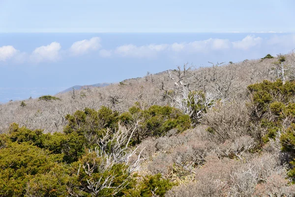 Landschaft mit Eiben am Yeongsil Trail — Stockfoto