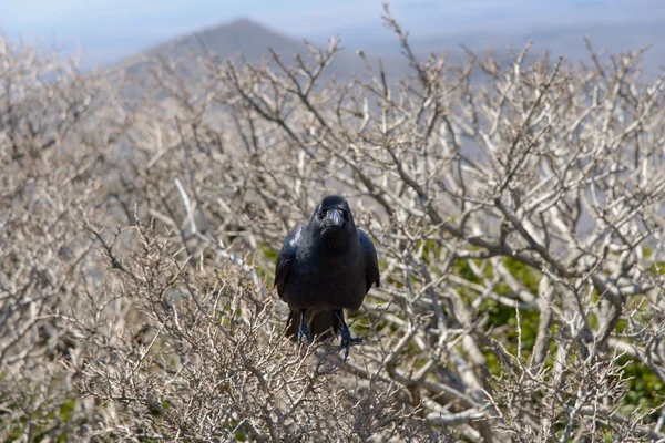 黒の胃袋、永遠なれで — ストック写真