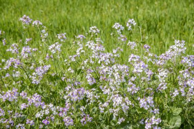 Raphanus sativus için. raphnistroides Mak.