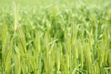 yakın çekim yeşil arpa alanının