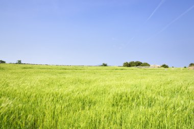 Yeşil arpa alan ve ufuk peyzaj