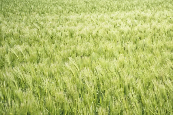 Närbild av gröna korn fältet — Stockfoto