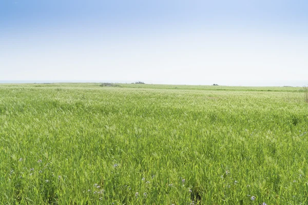 Paisaje de campo de cebada verde —  Fotos de Stock