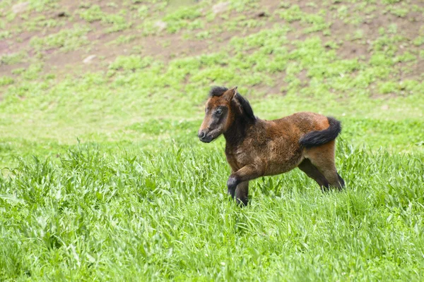 Mladí Pony v zelené oblasti — Stock fotografie