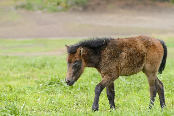 Mladí Pony v zelené oblasti — Stock fotografie