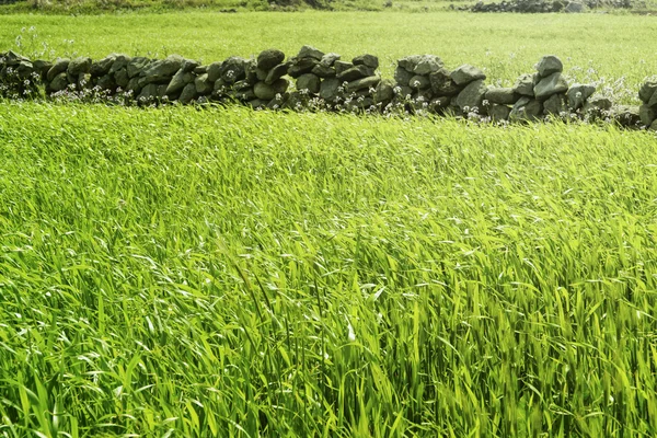 Close-up of green barley field — Stock Photo, Image