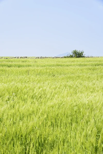 Paisaje de campo de cebada verde y horizonte —  Fotos de Stock