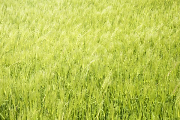 Primer plano del campo de cebada verde — Foto de Stock