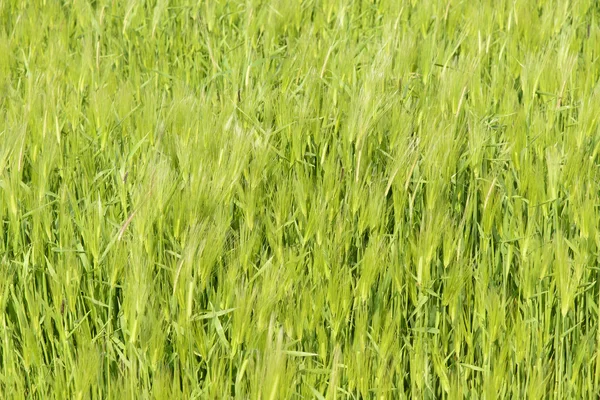 Närbild av gröna korn fältet — Stockfoto