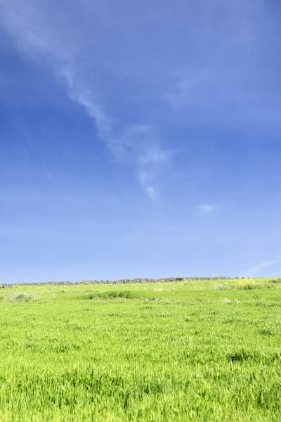 Пейзаж зеленого ячмінного поля та горизонту — стокове фото