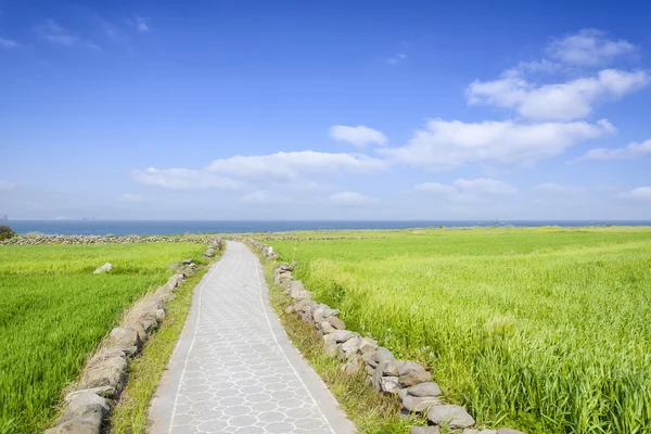 Paysage d'orge verte champ et horizon — Photo