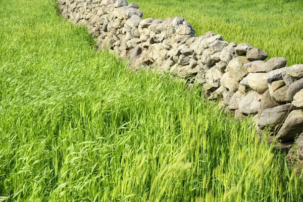 Close-up of green barley field with basaltic stonewall — Stock Photo, Image