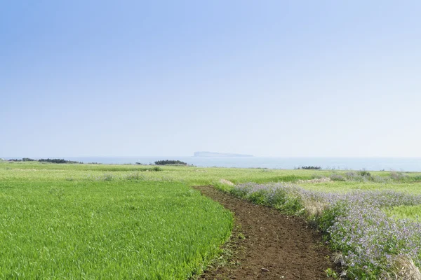 Landscape of green barley field and horizon — Stock Photo, Image