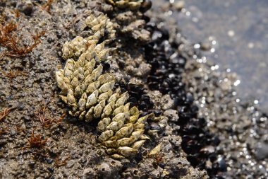 ortak barnacle saplı