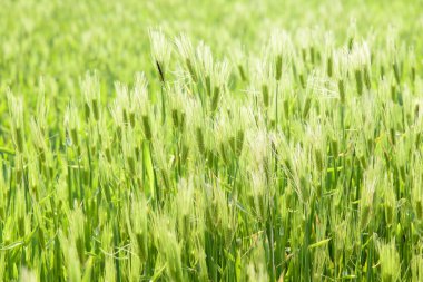 yakın çekim yeşil arpa alanının