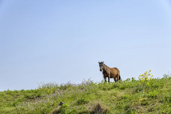 Zdravý kůň na kopci — Stock fotografie