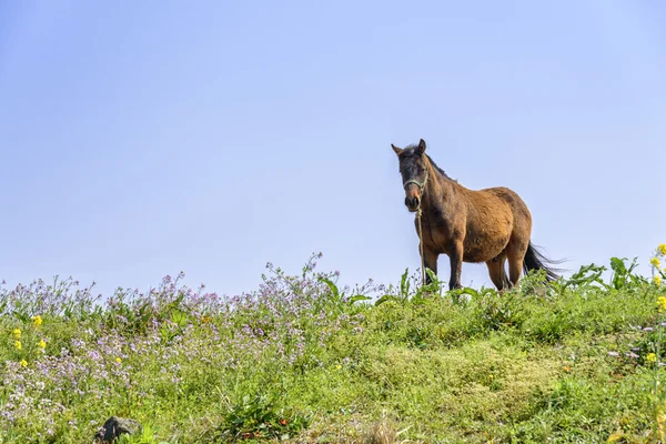 Zdravý kůň na kopci — Stock fotografie