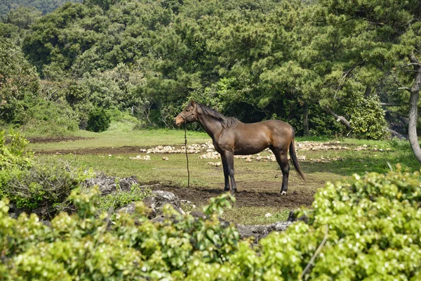 Мускулистая лошадь на лугу — стоковое фото
