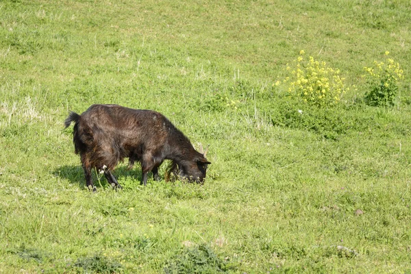 Czarna koza jedzenie roślin — Zdjęcie stockowe