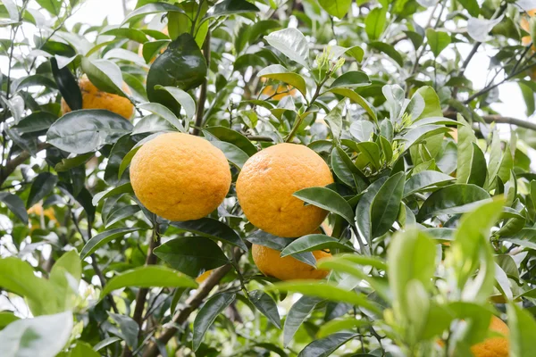 Tangerine growing on a tree — Stock Photo, Image