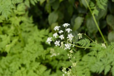 Angelica acutiloba çiçek