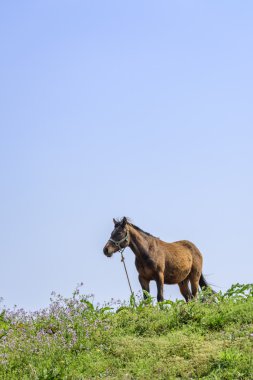 bir tepe üzerinde sağlıklı at