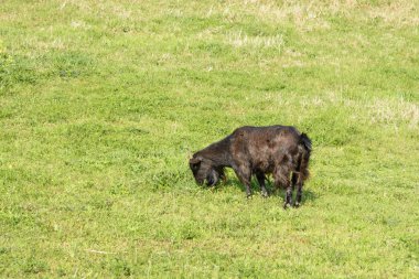 siyah keçi bitki yemek