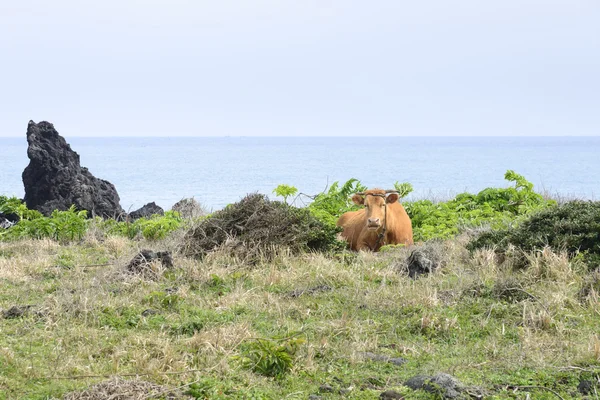 Vache couchée sur une herbe contre sur le paysage marin — Photo