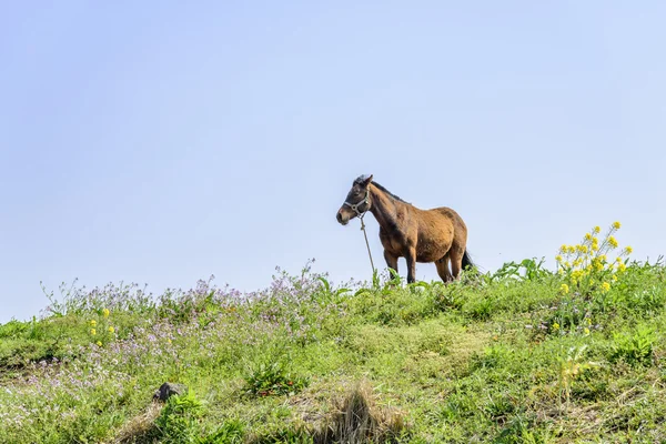 Zdravý kůň na kopci — Stock fotografie