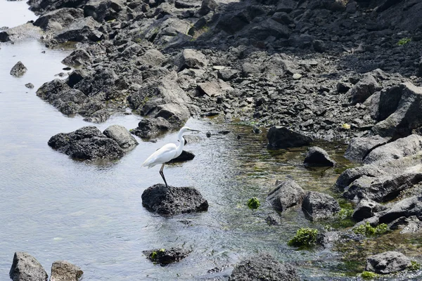 White heron — Stock Photo, Image