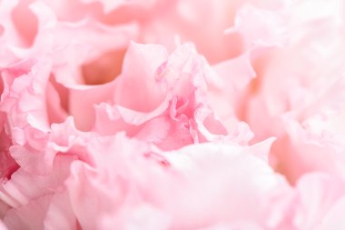 Pembe karanfil çiçeği.