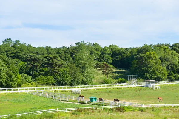 Paysage de ranch équestre — Photo