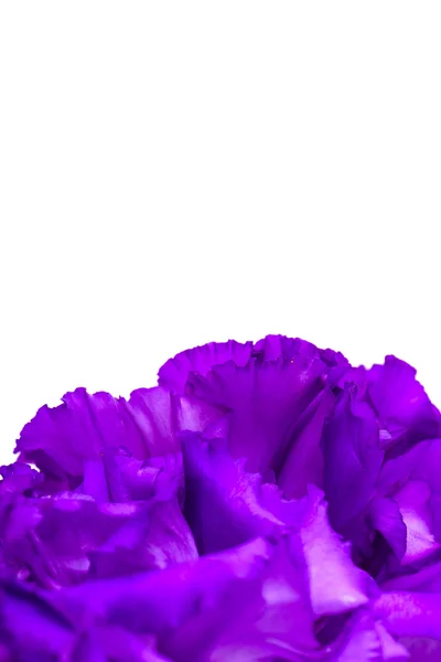 Närbild av lila nejlika blomma — Stockfoto