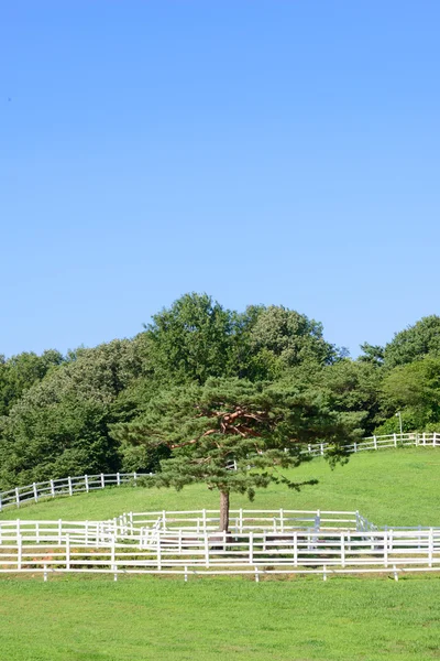 Landscape of horse ranch and single pine tree — Stock Photo, Image