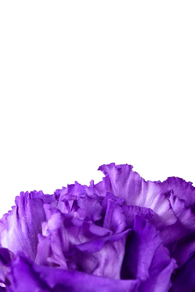 Szczelnie-do góry purpurowy kwiat goździka — Zdjęcie stockowe