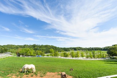 Goyang-si, Korea - July 16, 2015: Wondang horse ranch