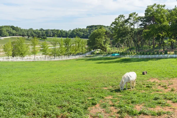 Goyang-si, Corée - 16 juillet 2015 : ranch équestre de Wondang — Photo