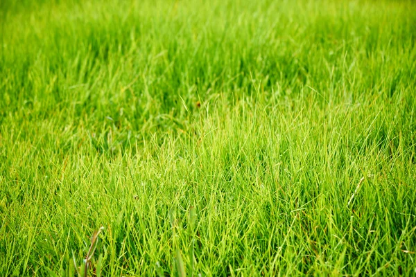 Närbild av grön gräsmatta — Stockfoto