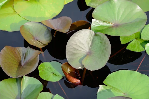 Lotus floating on a pond — Stock Photo, Image